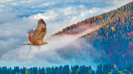 Panele Szklane  Widok z lotu ptaka na jesienny las nad chmurami z czerwonym jastrząbem - Yedigoller, Turcja