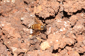 Bee Colecting Clay