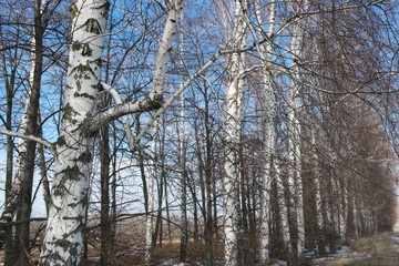  birch grove at the end of winter