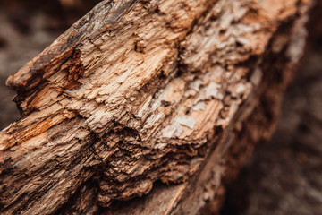Close up of a dead tree trunk bark texture
