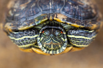 Red Eared Terrapin - Trachemys scripta elegans. Red eared slider turtle in the summer sunlight