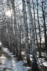  sunny snowy birch grove