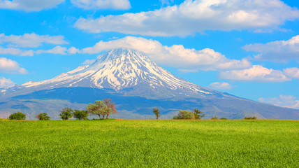 Volcanic Mountain of Hasan on the foreground green grass  - Aksaray , Turkey