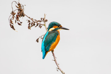 Obraz premium Common Kingfisher Perched on Branch. (Alcedo atthis)