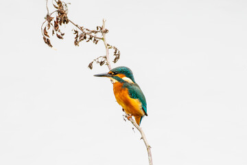 Common Kingfisher Perched on Branch. (Alcedo atthis)