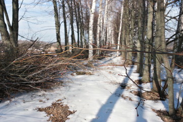  white snow in a birch grove