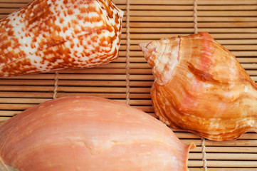 greeting card with shells on a textural background