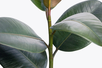Ficus elastica plant(rubber tree) with white background