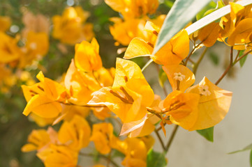 Yellow bougainvillea flowers