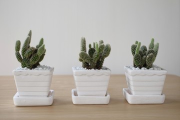 Three cactus plants in white pot placed on a wooden table background