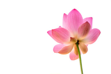 Pink lotus flower separating with white background