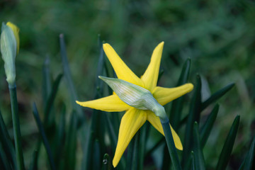star daffodil