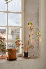 Pot plants in the staircase windows of the old part of the Krowji building in Redruth, Cornwall
