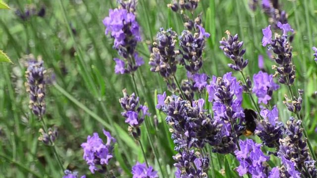 Hummel und Bienen am Lavendel