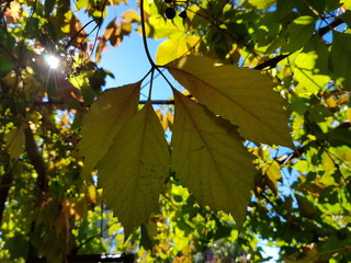 Obraz premium Vine leaves in the vineyard and sun rays