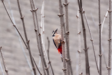 woodpecker on tree