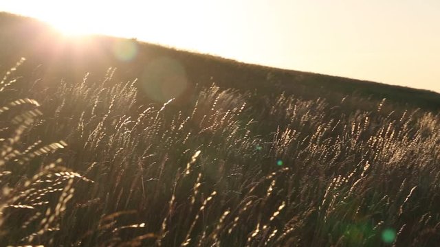 Gras weht im Wind mit Gegenlicht der Sonne