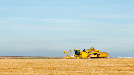 Combine harvester dumping sugar beet in truck. Agriculture concept.