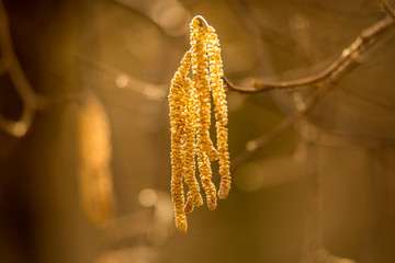 Hazelnut bloom in winter in Germany with blurred background