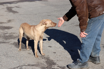 Dog sniffs a male hand, man playing with pet on the street. Concept of friendship of man and dog, feeding and care for stray animals