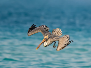 Brown Pelican Diving in Ocean for Fish