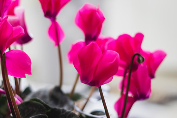 Fototapeta na wymiar Cyclamen flowers in a homey flowerpot, pink, purple, and white.