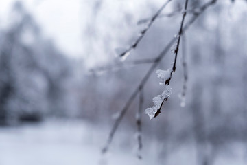 branch of a tree in winter