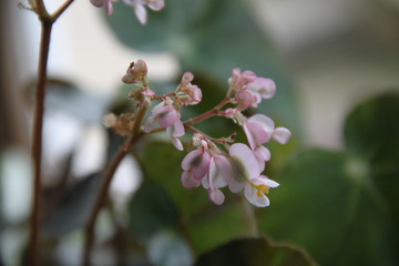 Fototapeta premium Begonias plant white flowers bells