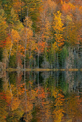 Autumn landscape of Scout Lake with mirrored reflections of colorful foliage in calm water, Hiawatha National Forest, Michigan's Upper Peninsula, USA