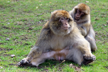 smiling monkey being groomed