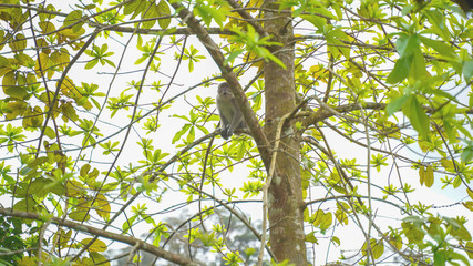 The wild monkeys that disturbed the house, taken from the actual location, in southern Thailand.