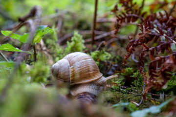 Schnecke im Wald