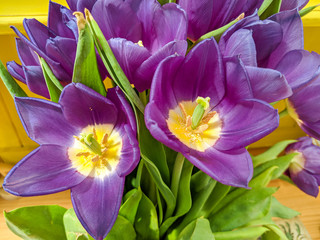 Bunch of brightly coloured flowers viewed from above. Beautiful purple tulips close up.