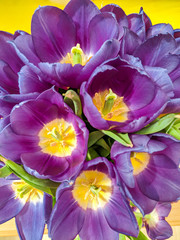 Bunch of brightly coloured flowers viewed from above. Beautiful purple tulips close up. Vertical.