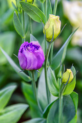 Beautiful Lisianthus Flowers in the garden