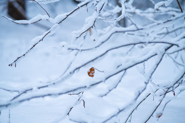 winter trees and branches. Winter season and snow forest
