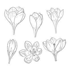 Vector set of flowers of Crocus. Isolated objects on a white background. Hand drawing.