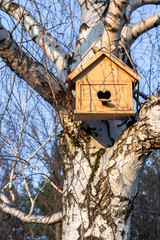 Birdhouse with heart shaped opening on birch tree in early sunny spring day