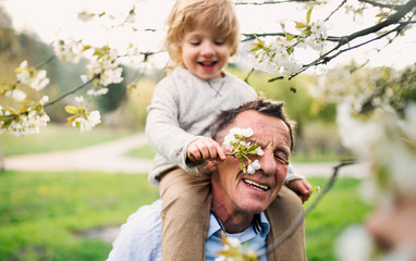 Senior grandfather with toddler grandson standing in nature in spring.