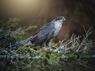 Eurasian sparrow hawk, Accipiter nisus, sitting on tree in the autumn forest. Wildlife animal from nature. Bird in the autumn forest habitat.