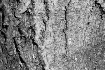 Grunge Black And White Urban Texture