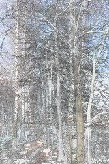  trunks of birch trees in winter 