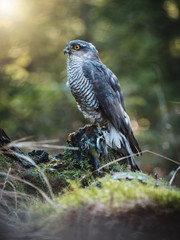 Eurasian sparrow hawk, Accipiter nisus, sitting on tree in the autumn forest. Wildlife animal from nature. Bird in the autumn forest habitat.