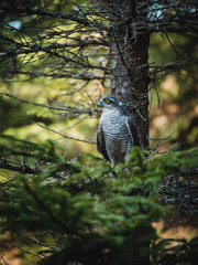 Eurasian sparrow hawk, Accipiter nisus, sitting on tree in the autumn forest. Wildlife animal from nature. Bird in the autumn forest habitat.