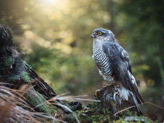 Eurasian sparrow hawk, Accipiter nisus, sitting on tree in the autumn forest. Wildlife animal from nature. Bird in the autumn forest habitat.