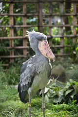 Obraz premium Shoebill, a big bird in Africa