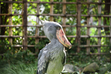 Shoebill, a big bird in Africa