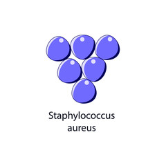 Staphylococcus aureus. Bacterial microorganism. Vector illustration isolated on white.