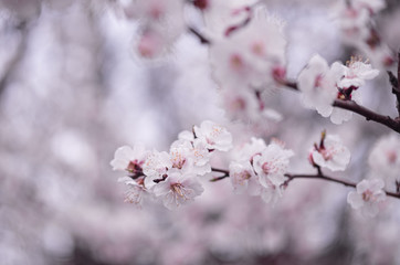 tender blooming in spring, warming, sunny day. beautiful young apricot flower on a branch in the garden, close-up