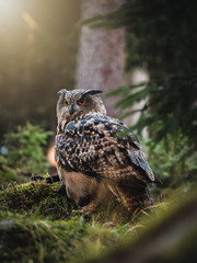 Eurasian eagle-owl (Bubo Bubo) in colorful autumn forest. Eurasian eagle owl sitting on tree. Owl in colorful autumn forest. Green foreground.